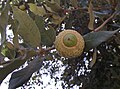 Thumbnail for version as of 08:54, 1 August 2013