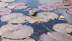 Marsh frog (Pelophylax ridibundus) in the pond of the garden