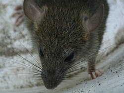 Rat seen from above cropped to show only the head and a forelimb
