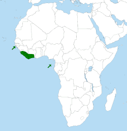 Range is from Guinea-Bissau east through southern Guinea, Sierra Leone, and Liberia east to at least 70 km east of the Bandama River in Côte d'Ivoire.