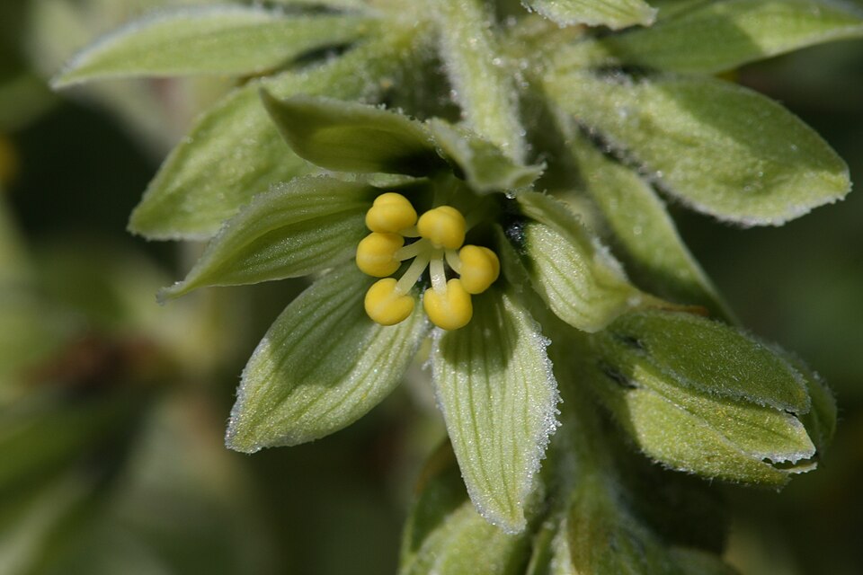 File:Veratrum viride 6061.JPG