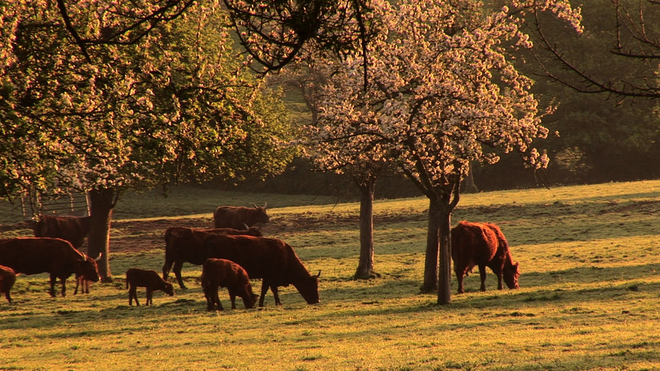 File:Voices of Transition Vaches normandes.png