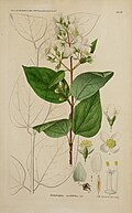 botanical illustration of Philadelphus cordifolius (mock orange) and its parts