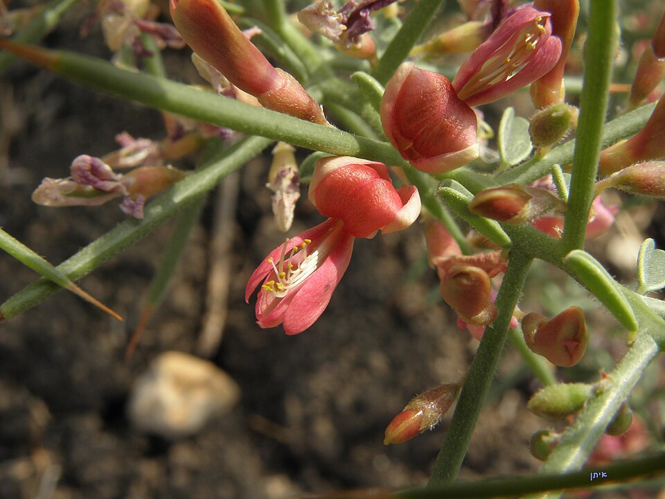 File:Camel Thorn flower.JPG