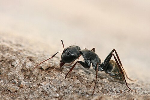 Carpenter ant