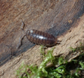 Thumbnail for version as of 22:11, 13 January 2026