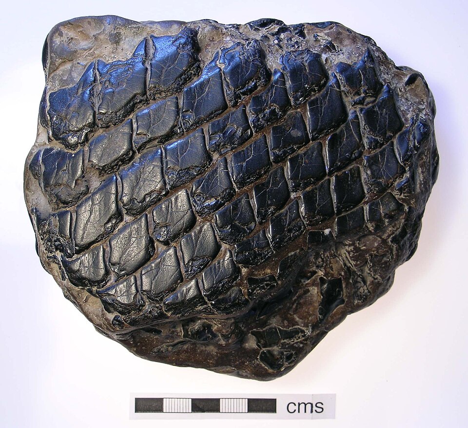 File:Fish Fossil (FindID 64765).jpg