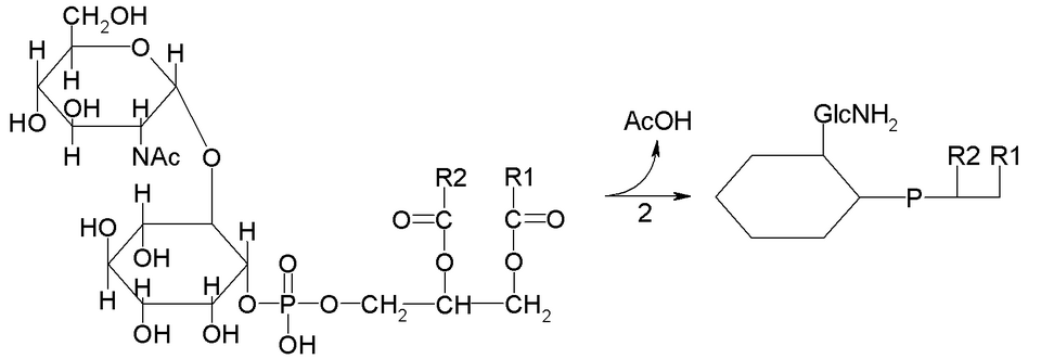 2: N-deacetylase (EC 3.5.1.89)