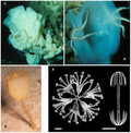 Thumbnail for version as of 03:31, 25 April 2014