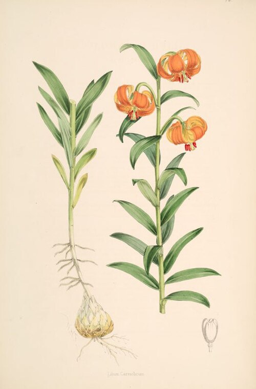 File:Lilium carniolicum.jpg