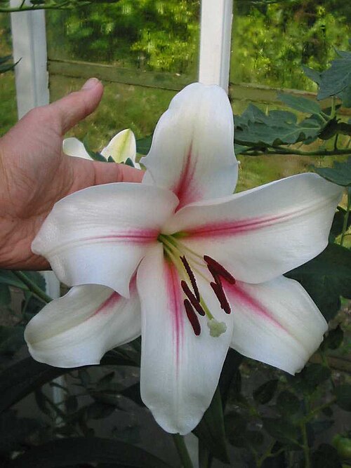 File:Lilium x Sea Treasure.jpg