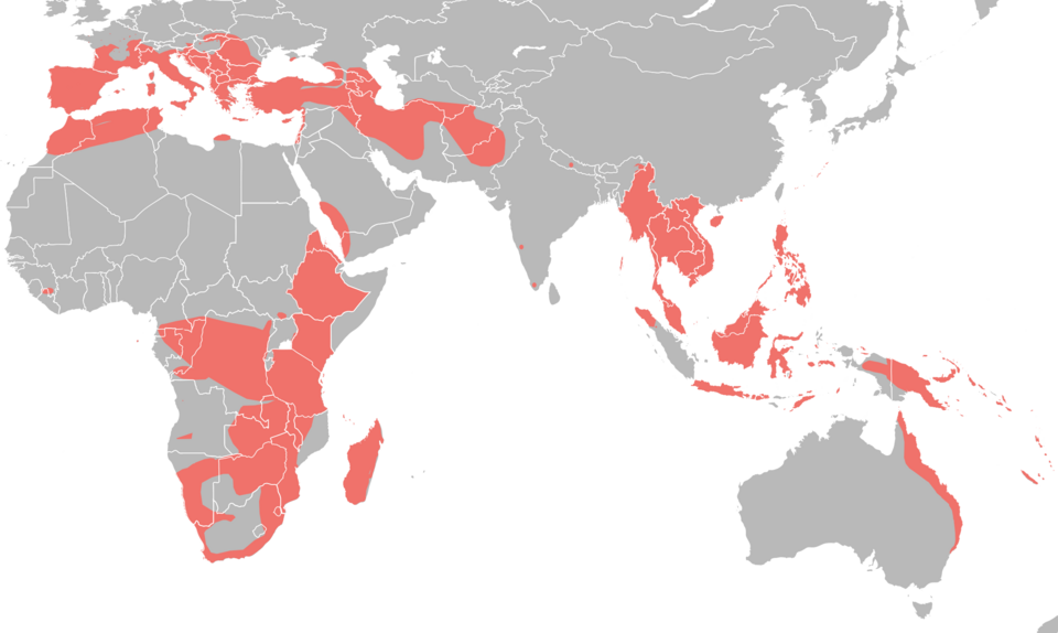 File:Miniopteridae distribution.png
