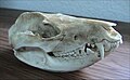  (from Virginia opossum)