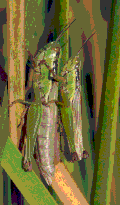 Thumbnail for version as of 02:10, 27 November 2007