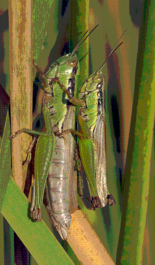 File:Oxya yezoensis November 2007 Osaka Japan.gif