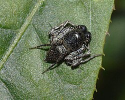 Oxyopes tuberculatus