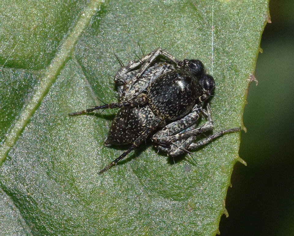 File:Oxyopes tuberculatus 172866440.jpg