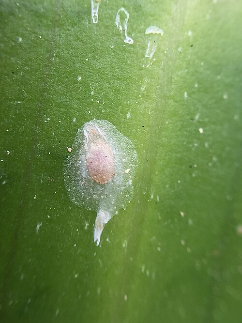 File:Pellucidaspis epiphytidis - inat 234821364.jpg