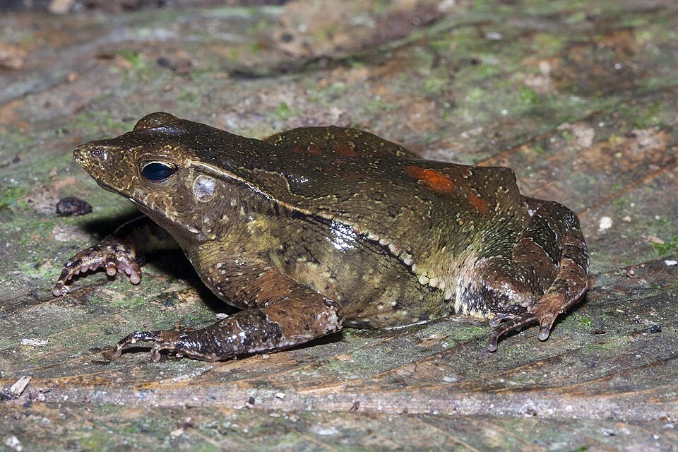 File:Rhinella dapsilis.jpg