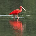 Image 18Scarlet Ibis is one of the national birds of T&T (from Biota of Trinidad and Tobago)