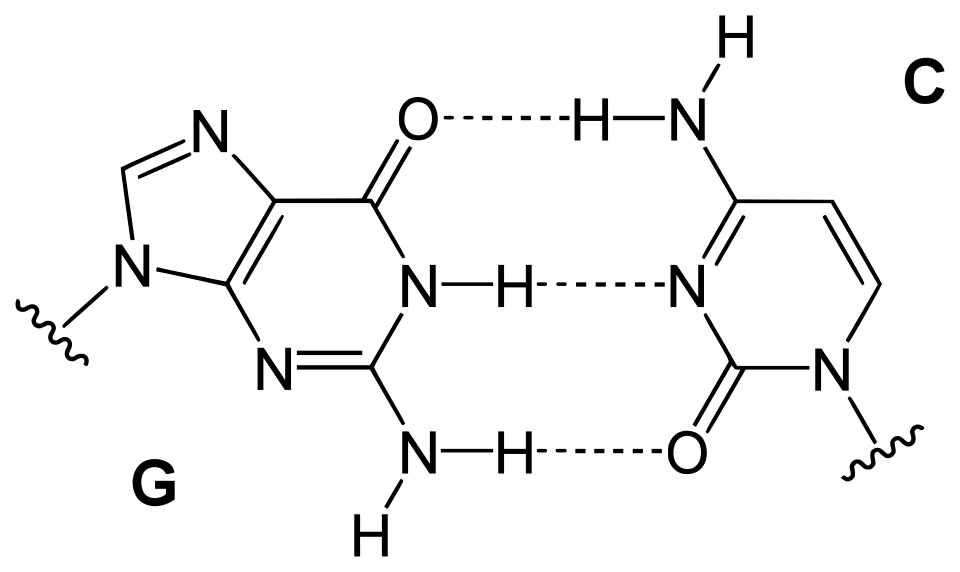 File:Base pair GC.svg