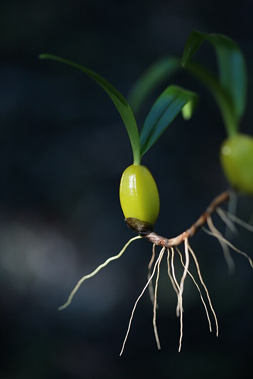 File:Bulbophyllum nutans veg..JPG
