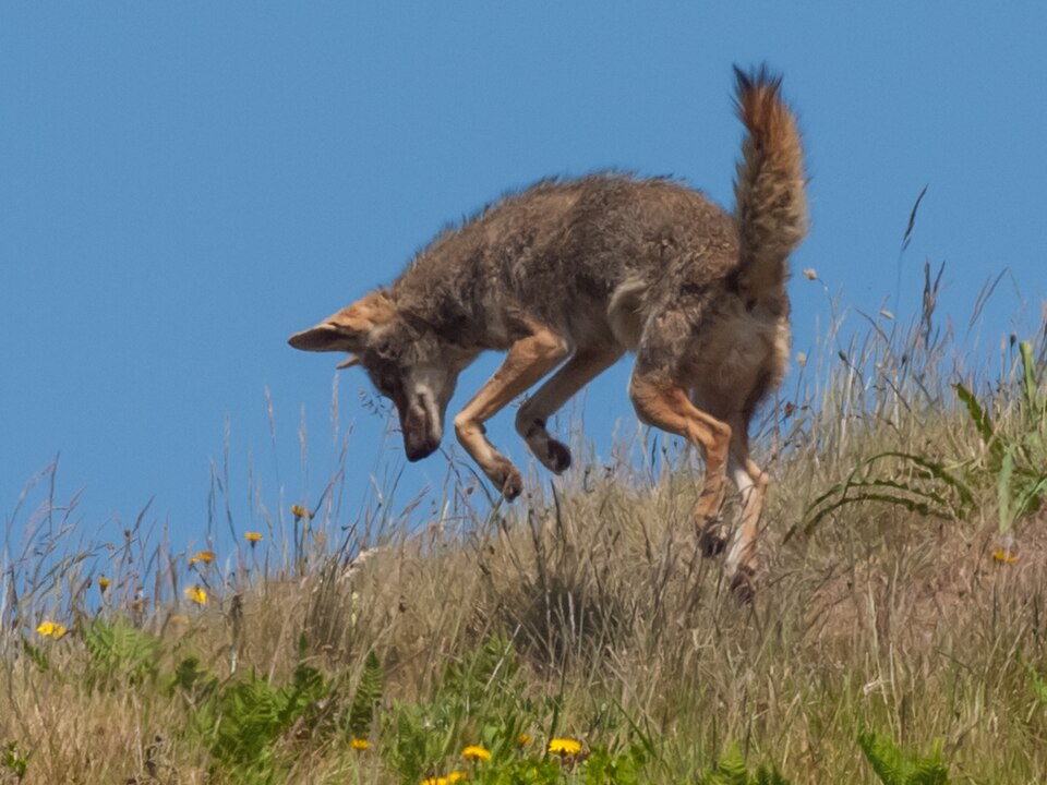 File:Coyote (Canis latrans) (7147080735).jpg