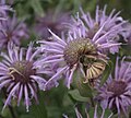 Wild bergamot, ditto.