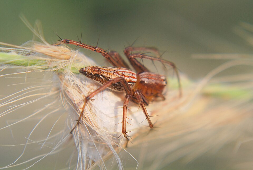 File:Orange striped lynx spider.JPG