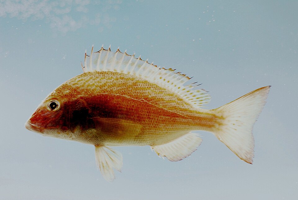 File:Orthopristis chrysoptera.jpg