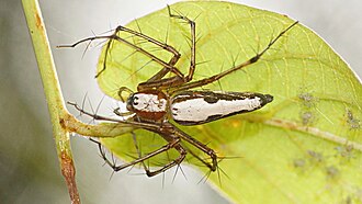 Oxyopes shweta