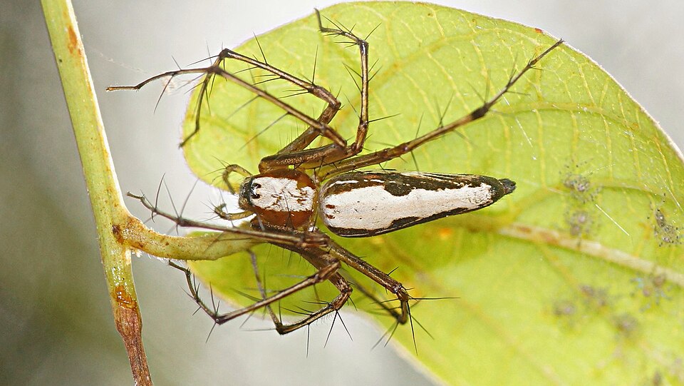 File:Oxyopes shweta (2).jpg