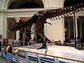 Tyrannosaurus rex