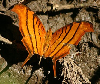 Tailed flambeau Marpesia petreus Dominica