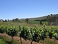 Grapevines (looking northeast from somewhere west of the main road, I think)