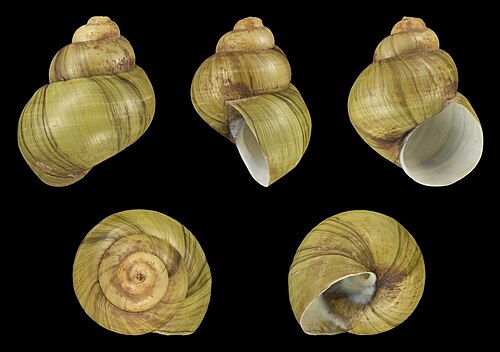 Viviparus georgianus, by H. Zell