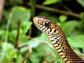 Oriental rat snake &nbsp;Done
