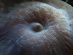 Actinodiscus sp.