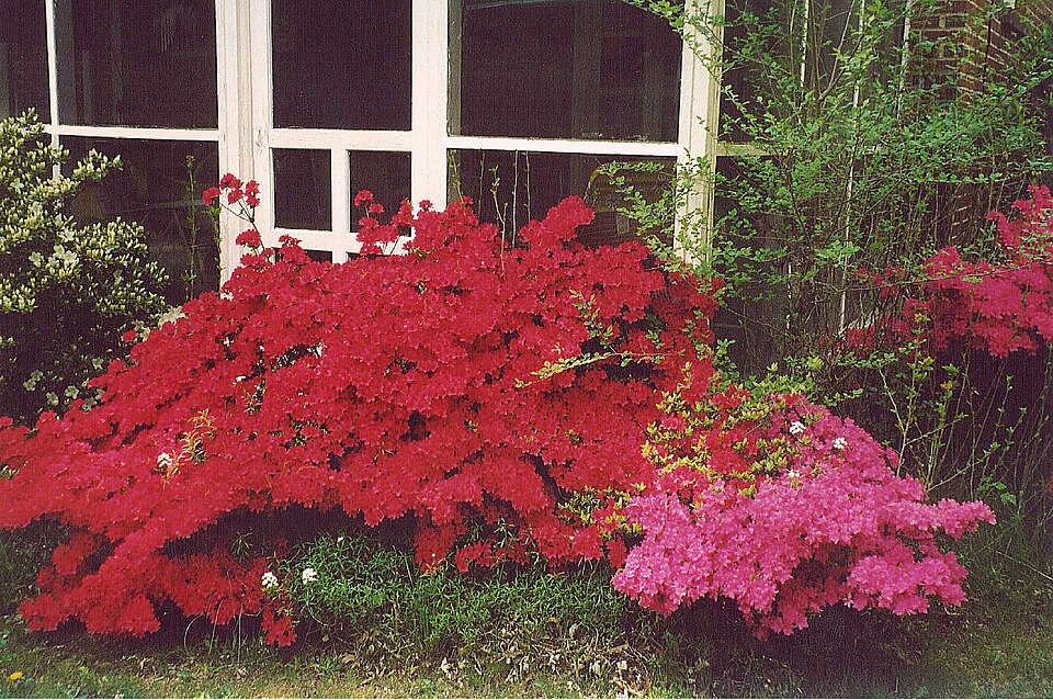 File:Azaleas JH.jpg