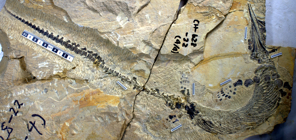 File:Chaohusaurus AGM CH-628-22.png