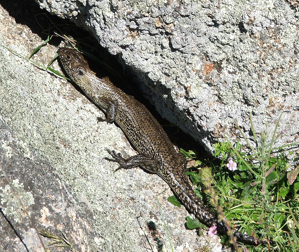 File:Cunningham's Skink-MJC.jpg