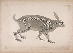 Drawing of a hare skeleton