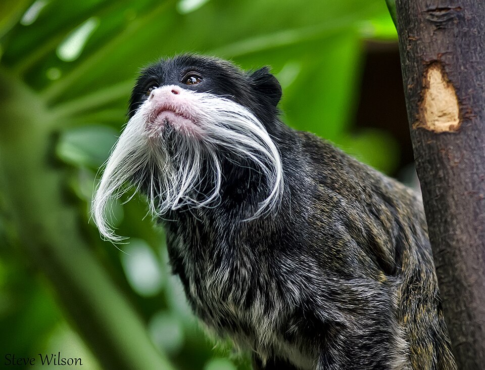 File:Emperor Tamarin (EXPLORE) (9714001143).jpg