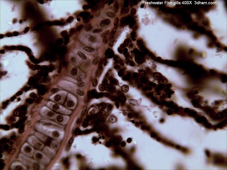 File:FreshwaterFishGill400x7.jpg