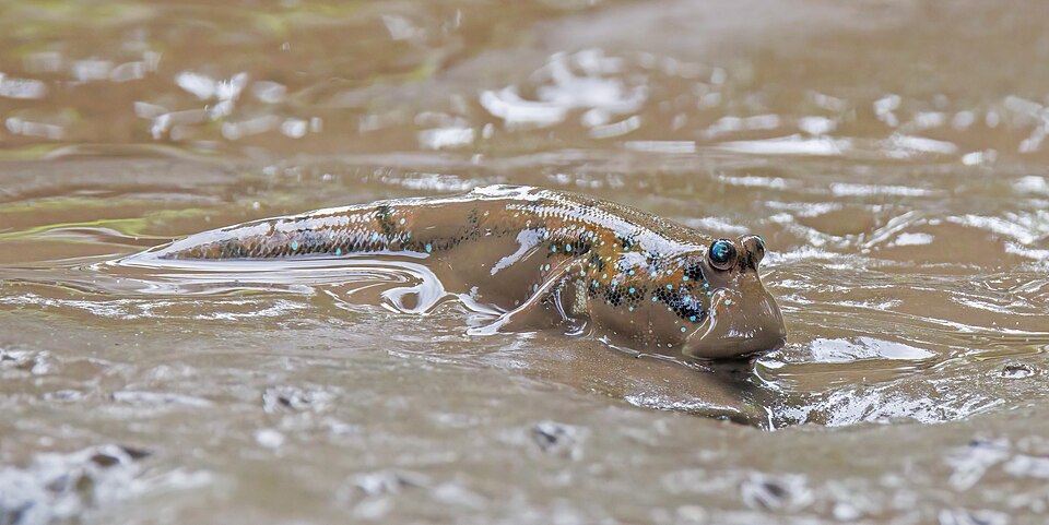 Giant mudskipperPeriophthalmodon schlosseriVietnam