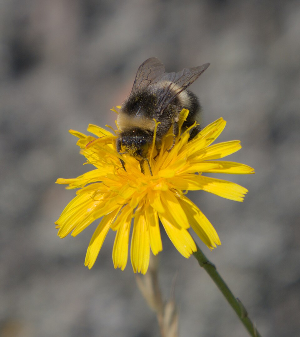File:Hummel auf Löwenzahnblume.jpg