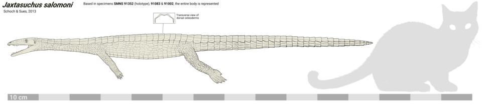 File:Jaxtasuchus reference.png