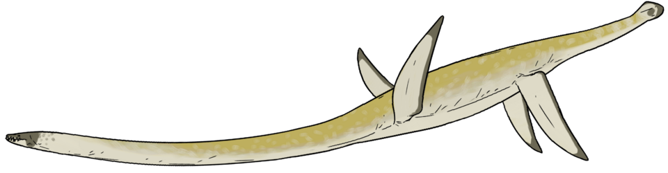 File:Libonectes morgani.png