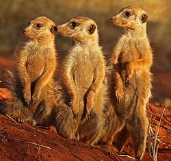 Meerkats