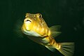 Northern puffer